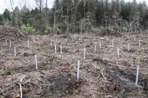 Lots of beech trees....one day?