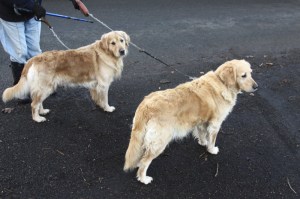 Dogs1