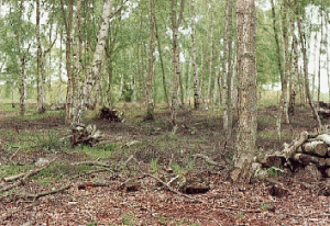 foulden%20woods