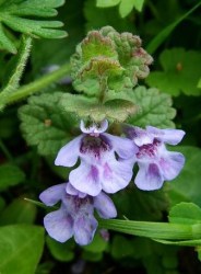 Ground Ivy