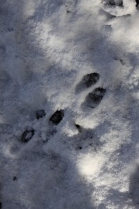Wood in snow6