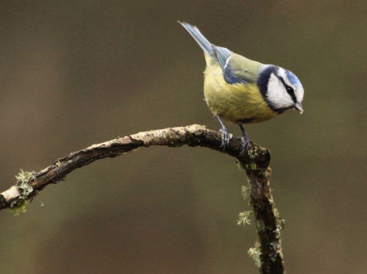 woodland birds1