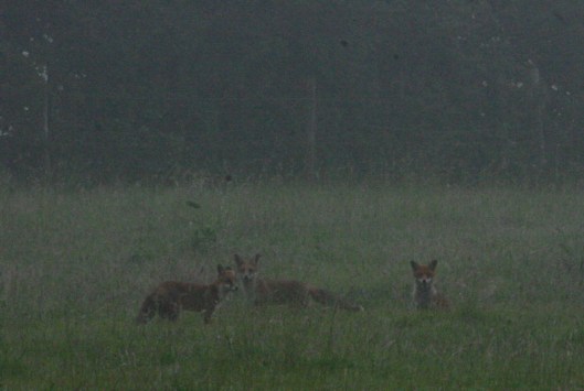 Foxes1