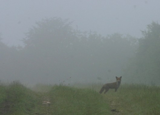 Foxes2