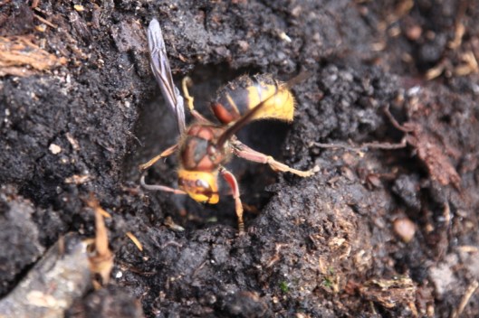 Hornet1