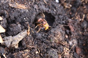Hornet2