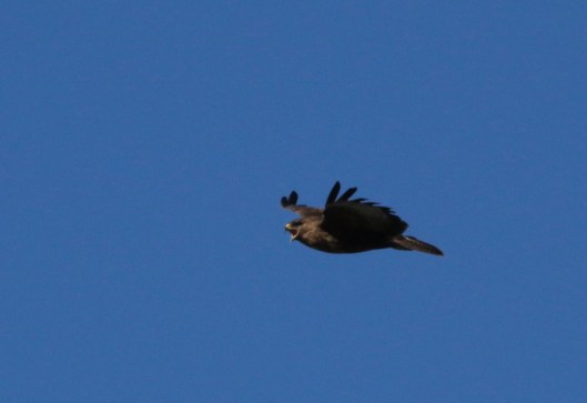 Ninewells Buzzard6