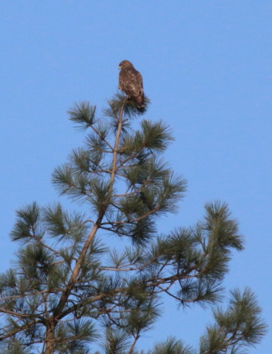 Ninewells Buzzard1