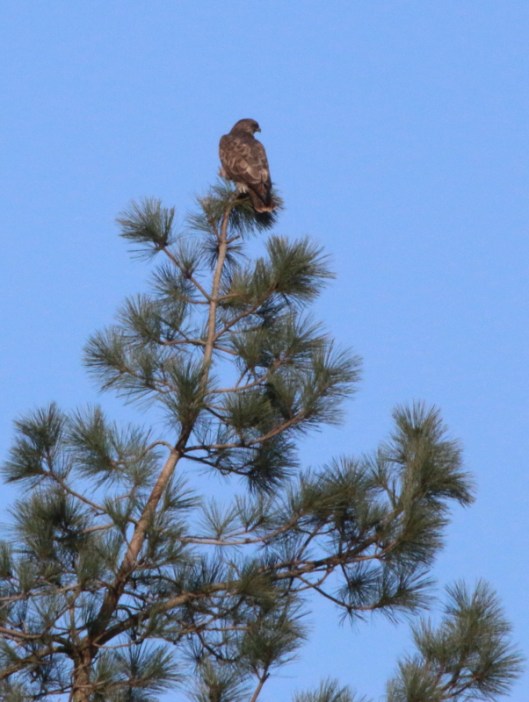 Ninewells Buzzard2