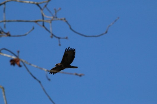 Ninewells Buzzard6