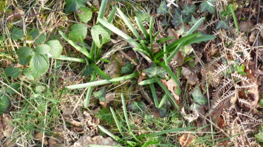 British bluebell