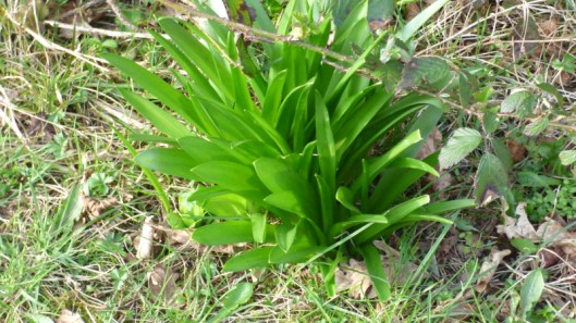 Spanish Bluebell