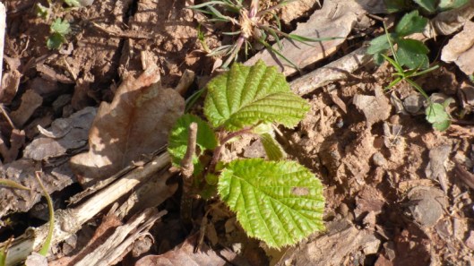 Hazel damage5