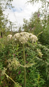 Hogweed