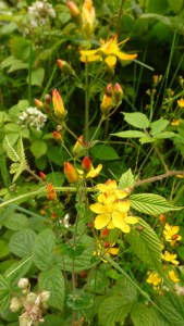 Slender St. John's Wort