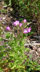 Greater Willow herb