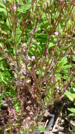 Willow herb