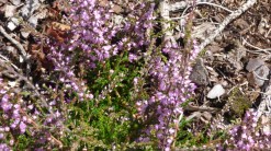 Heather