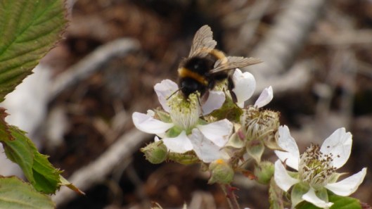 Wild flowers15