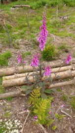 Foxglove