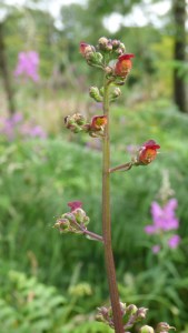 Figwort