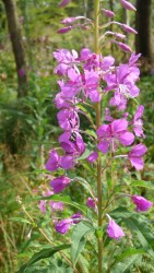 Rosebay willow herb