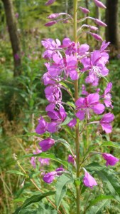 Rosebay willow herb
