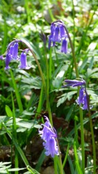 Bluebell