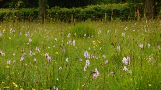 Marsh Orchids1