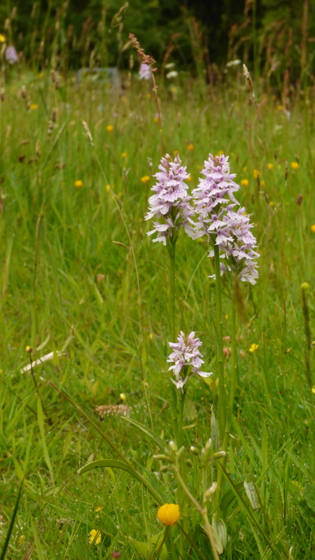 Marsh Orchids2