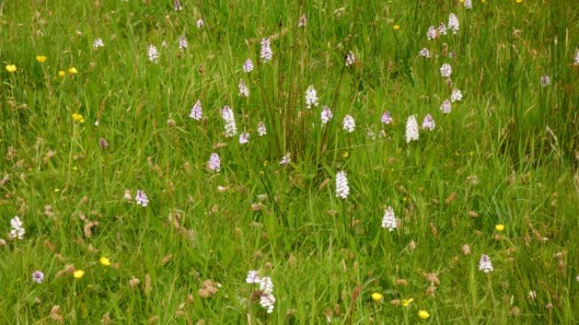 Marsh Orchids3