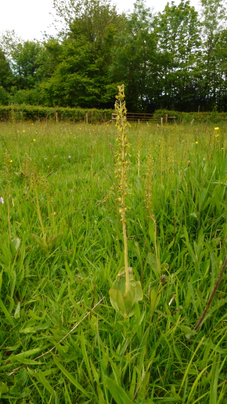 Marsh Orchids4