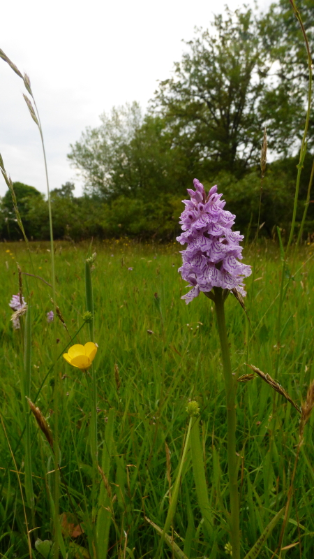 Marsh Orchids5