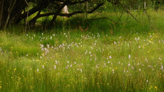 Marsh Orchids6