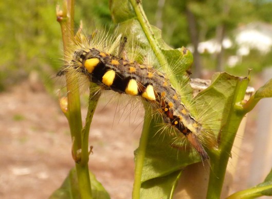 Orgyia antiqua
