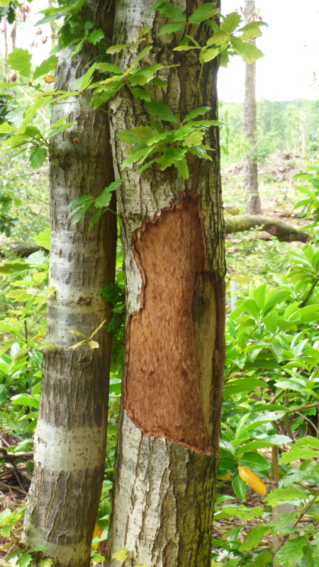 Squirrel damage1