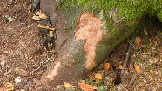 Squirrel damage2