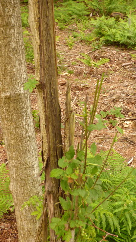Squirrel damage3