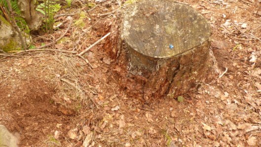 Squirrel damage4