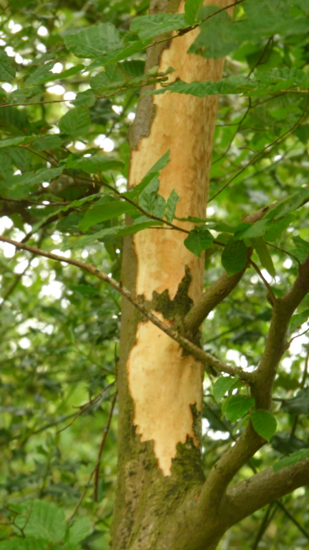 Squirrel damage7