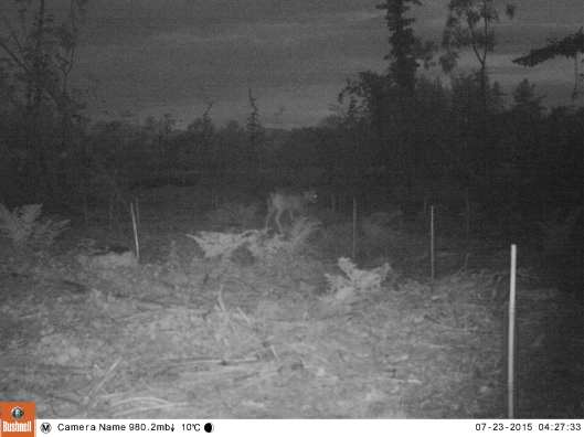 Roe deer