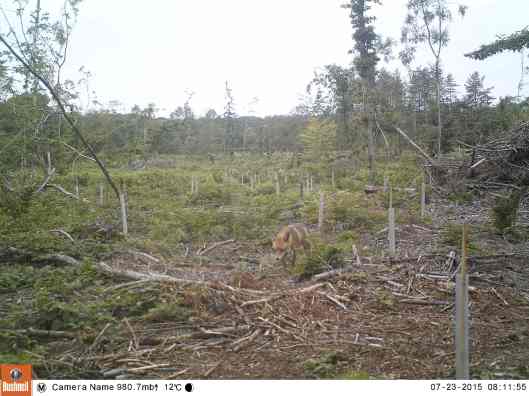 fox