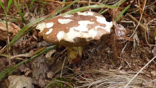 Boletus1