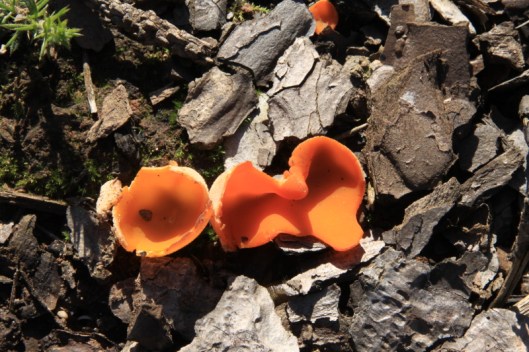 Orange peel fungus1