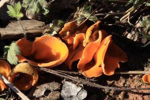 Orange peel fungus2