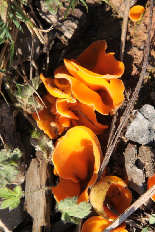 Orange peel fungus3