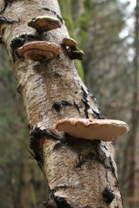 Birch Polypore1