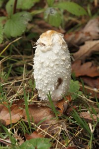 Catbrook acorns5
