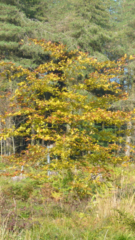 Catbrook Oct5
