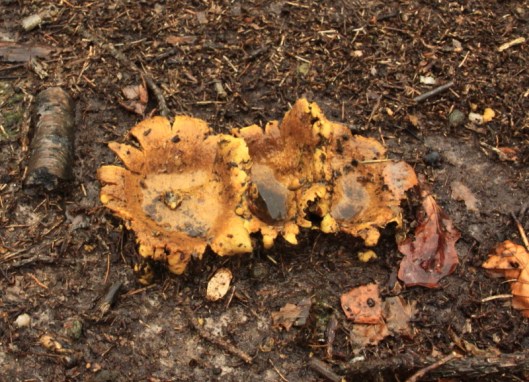 Earth-star